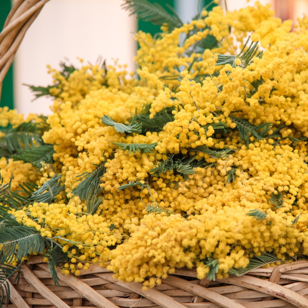 Весна, цветы и комплименты